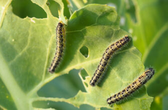 Ефективні методи обробки капусти від гусениць: поради та рекомендації