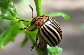 Ефективні методи обробки картоплі проти колорадського жука