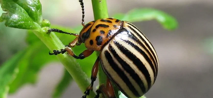 Ефективні методи обробки картоплі проти колорадського жука