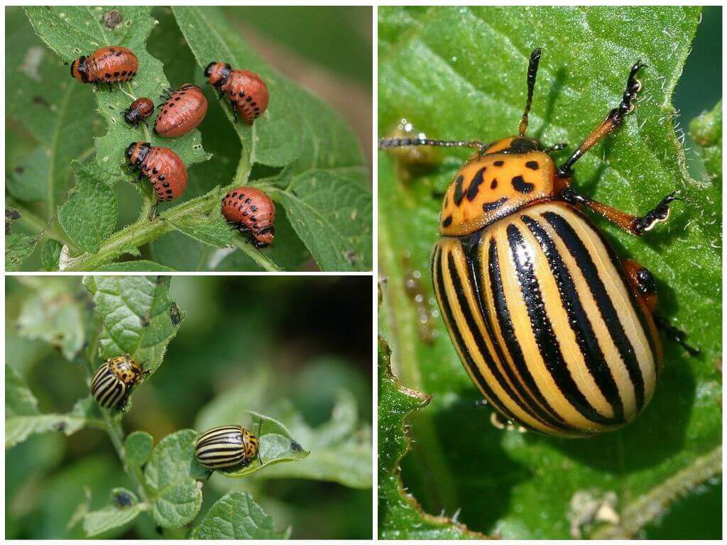 Як позбавитися від колорадського жука домашніми засобами
