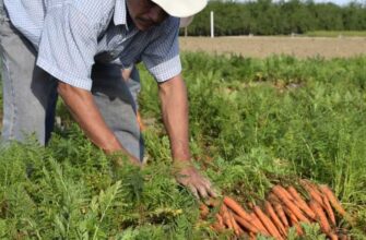 Ефективні методи обробки моркви від бур’янів: поради та рекомендації