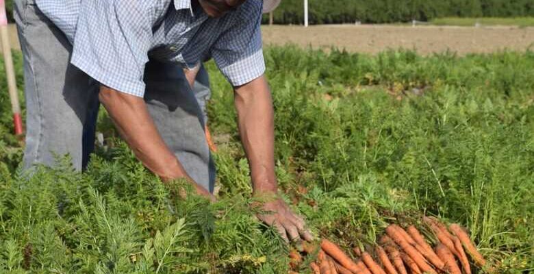 Ефективні методи обробки моркви від бур’янів: поради та рекомендації