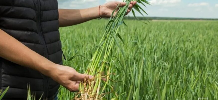 Ефективні методи обробки пшениці від бур’янів: практичні поради