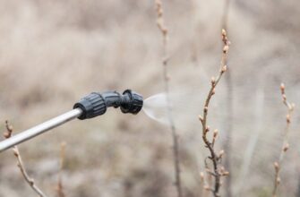 Ефективні методи обробки смородини від кліща: поради та засоби