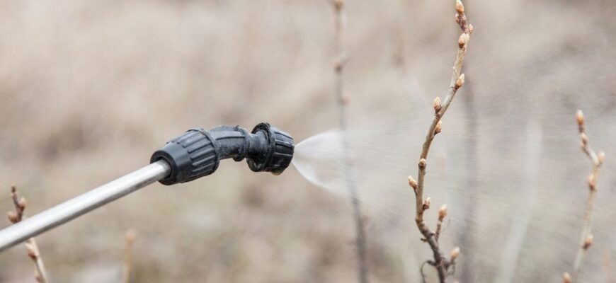Ефективні методи обробки смородини від кліща: поради та засоби