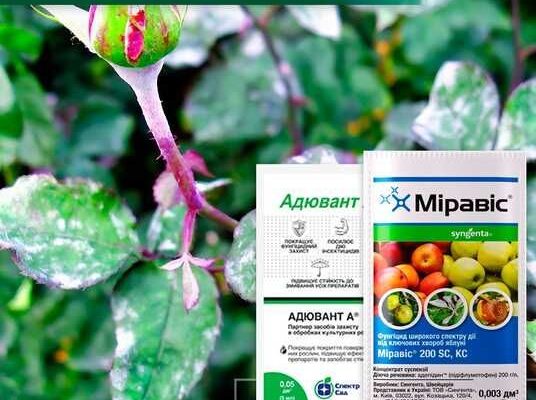 Ефективні методи обробки троянд від борошнистої роси: поради та засоби