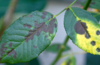 Ефективні методи обробки троянд від чорної плямистості: поради та засоби