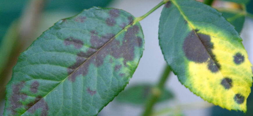 Ефективні методи обробки троянд від чорної плямистості: поради та засоби