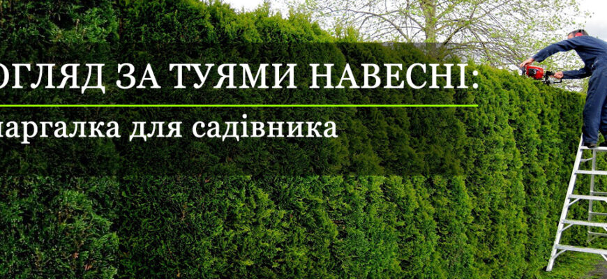 Ефективні методи обробки туй весною: покрокова інструкція догляду