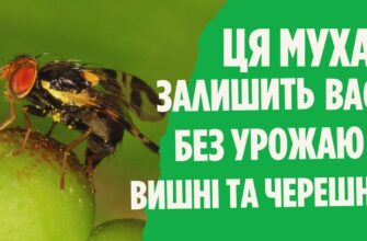 Ефективні методи обробки вишневої мухи: як захистити ваш урожай