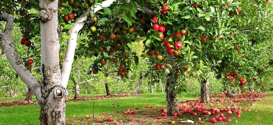 Ефективні методи обробки землі для захисту від шкідників в саду та полі