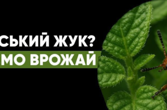 Ефективні методи обробки землі від бур’янів після посадки картоплі