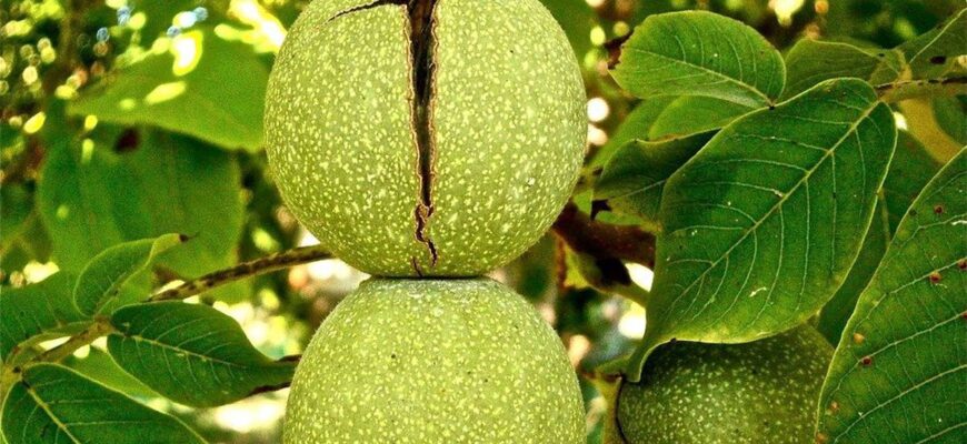 Ефективні методи підживлення горіха навесні для кращого врожаю