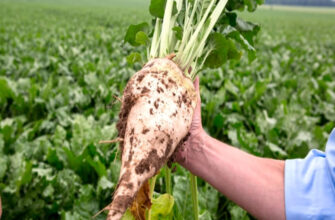 Ефективні методи підживлення кормового буряка: збільшення врожайності