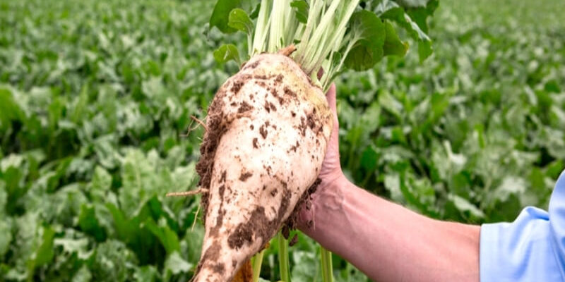 Ефективні методи підживлення кормового буряка: збільшення врожайності