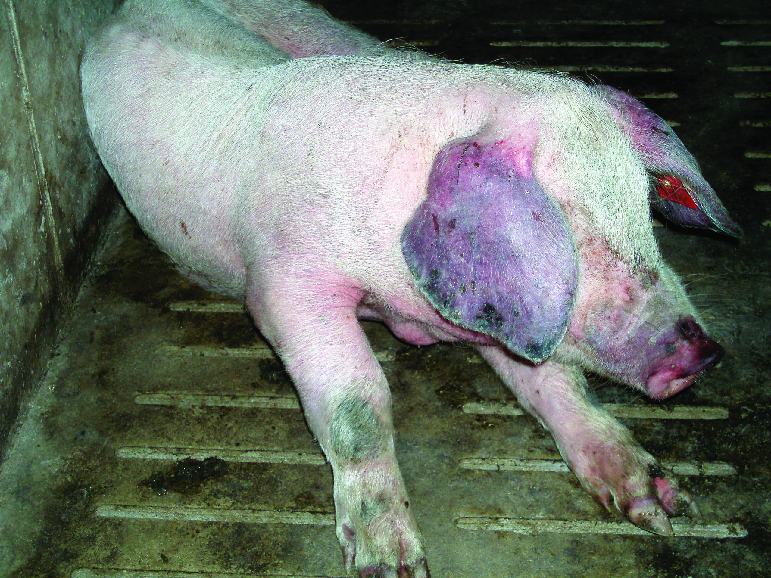 Респіраторний синдром свиней і способи його вирішення - Agroexpert