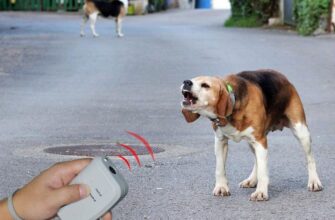 Ефективні методи відлякування собак: поради та рекомендації