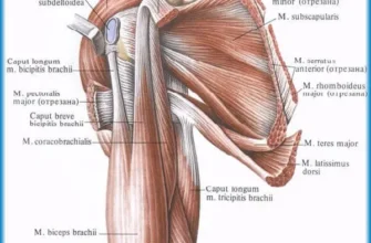 Ефективні методи зняття болю в плечі: поради та рекомендації