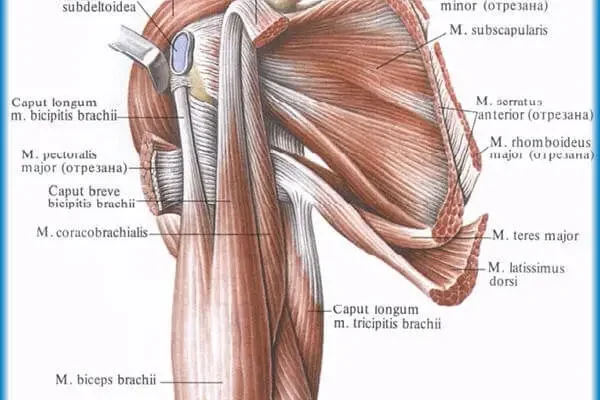 Ефективні методи зняття болю в плечі: поради та рекомендації