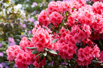 Ефективні поради: чим підживлювати рододендрон для пишного цвітіння