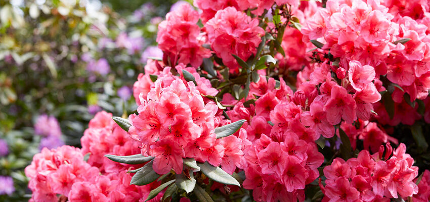 Ефективні поради: чим підживлювати рододендрон для пишного цвітіння