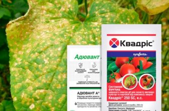 Ефективні препарати для боротьби з пероноспорозом огірків: поради садівникам