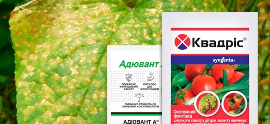 Ефективні препарати для боротьби з пероноспорозом огірків: поради садівникам