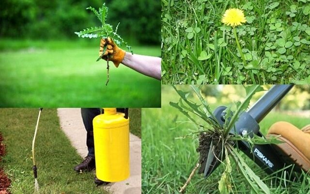 Ефективні способи боротьби з бур’янами в горохових посівах