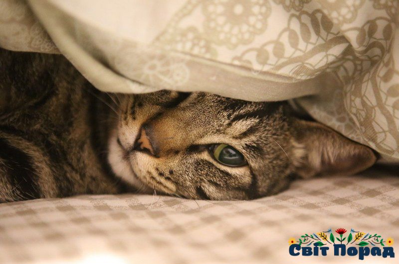 Як зробити приємний запах в будинку: ефективні способи ароматизації