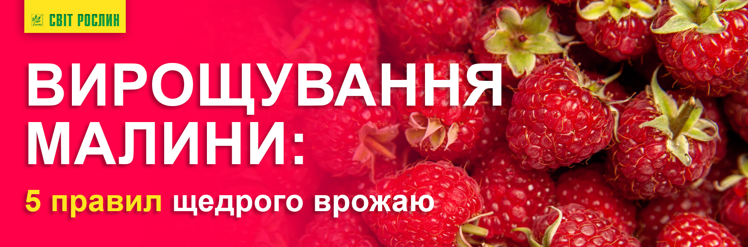 Вирощування малини: 5 правил щедрого врожаю