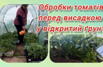 Ефективні способи обробки розсади помідорів перед висадкою у грунт