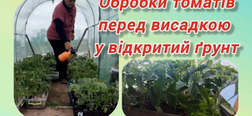 Ефективні способи обробки розсади помідорів перед висадкою у грунт
