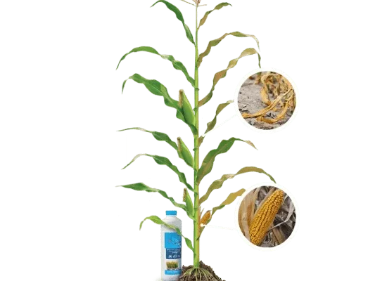 Ефективні способи підживлення кукурудзи по листу: поради та добрива