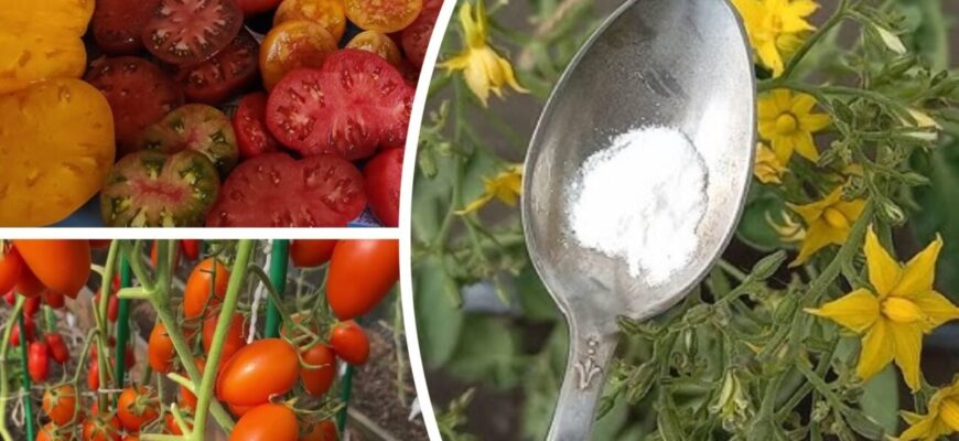 Ефективні способи підживлення помідорів для швидкого та здорового росту