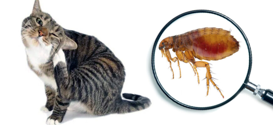 Ефективні способи виведення бліх з дому: найкращі поради і засоби