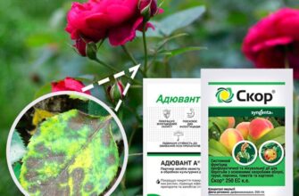 Ефективні засоби для боротьби з чорною плямистістю на трояндах