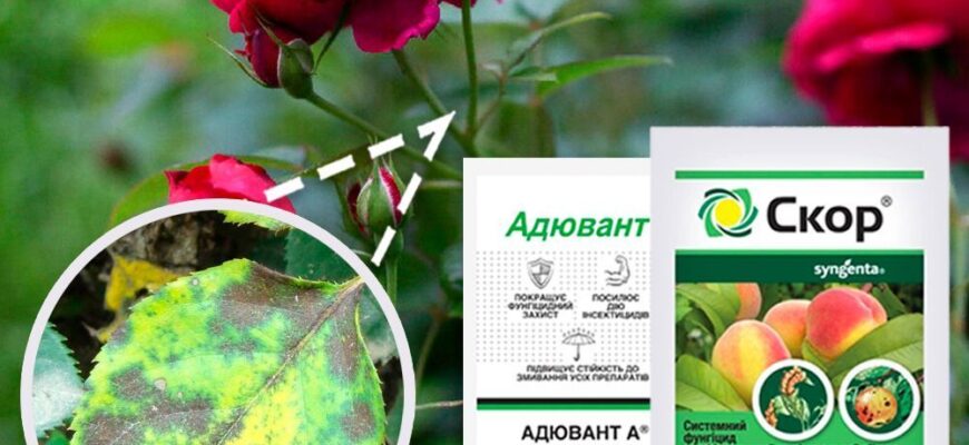 Ефективні засоби для боротьби з чорною плямистістю на трояндах