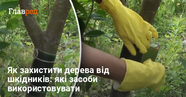Як захистити дерева від шкідників: які засоби використовувати