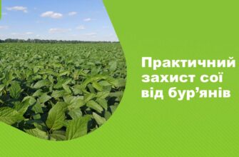 Ефективні засоби для кроплення сої: як позбутися бур’янів безпечно