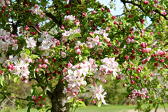 Обробка саду після цвітіння