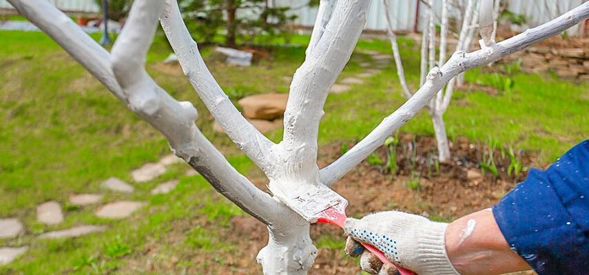 Ефективні засоби для обробки дерев після цвітіння: поради експертів