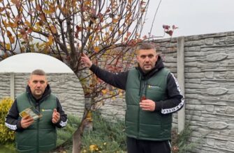 Ефективні засоби для обробки дерев після цвітіння: поради та рекомендації