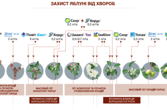 Ефективні засоби для обробки яблунь після періоду цвітіння.
