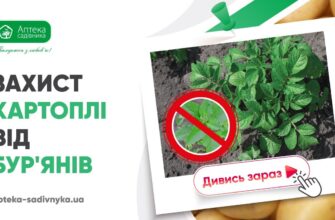Ефективні засоби для обробки картоплі після сходів: поради садівникам