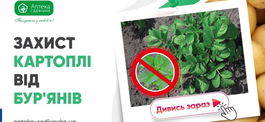 Ефективні засоби для обробки картоплі після сходів: поради садівникам