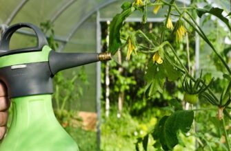 Ефективні засоби для обробки картоплі від фітофтори: повний гід