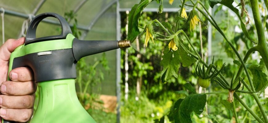 Ефективні засоби для обробки картоплі від фітофтори: повний гід