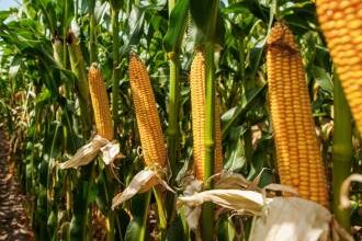 Ефективні засоби для обробки кукурудзи від бур’янів: практичні поради