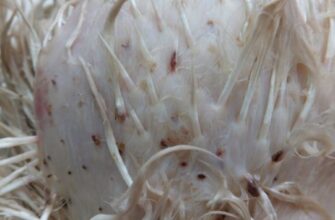 Ефективні засоби для обробки курячих вошей у вашому сараї