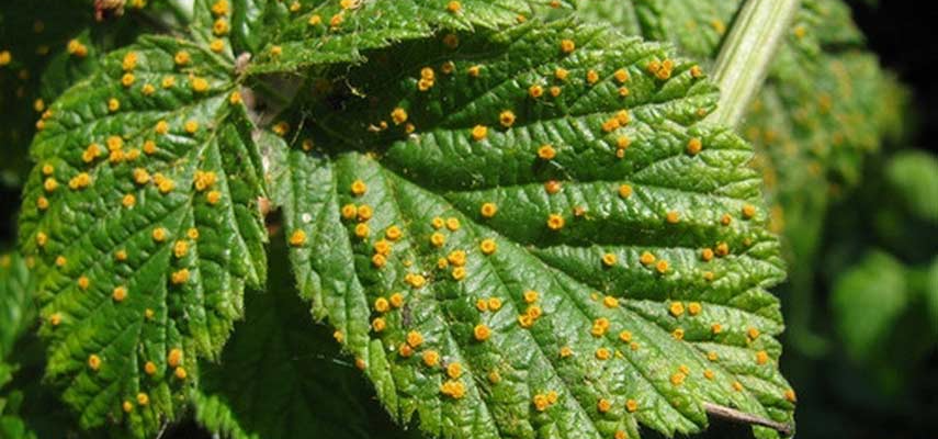 Ефективні засоби для обробки малини від іржі: поради та рекомендації